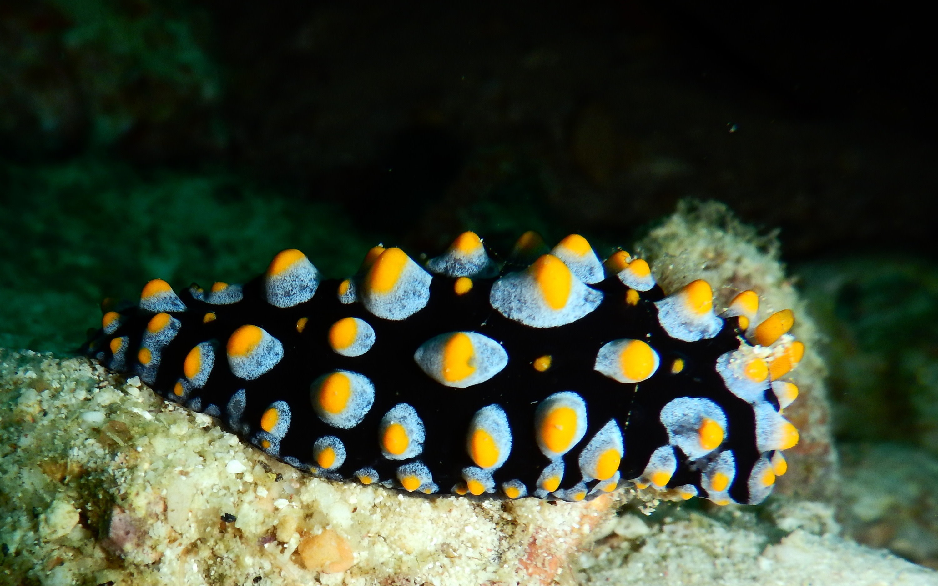 Dive Longer: Nitrox Course with PADI 5* Dive Center in Koh Samui