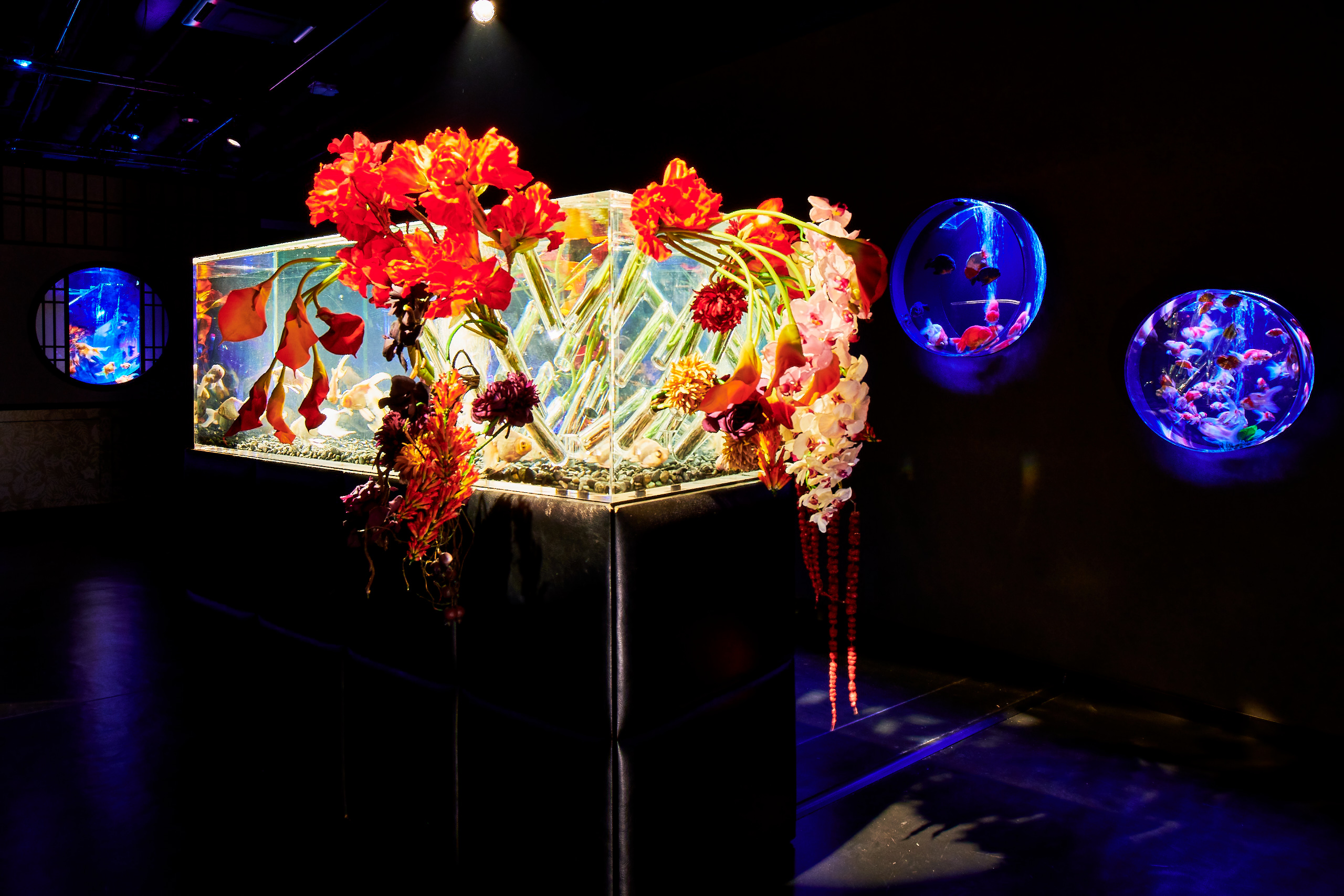 Art Aquarium(金魚藝術展) in Taipei