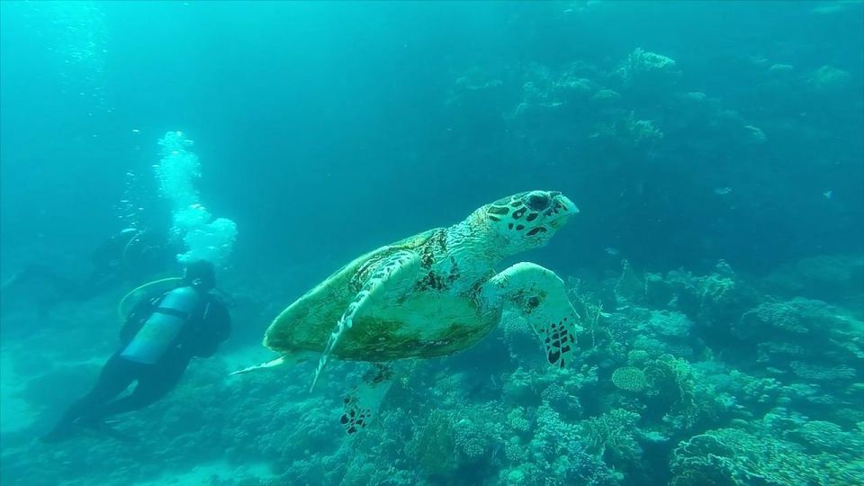 從埃爾古納出發：奧蘭治島浮潛之旅 & 風帆傘運動