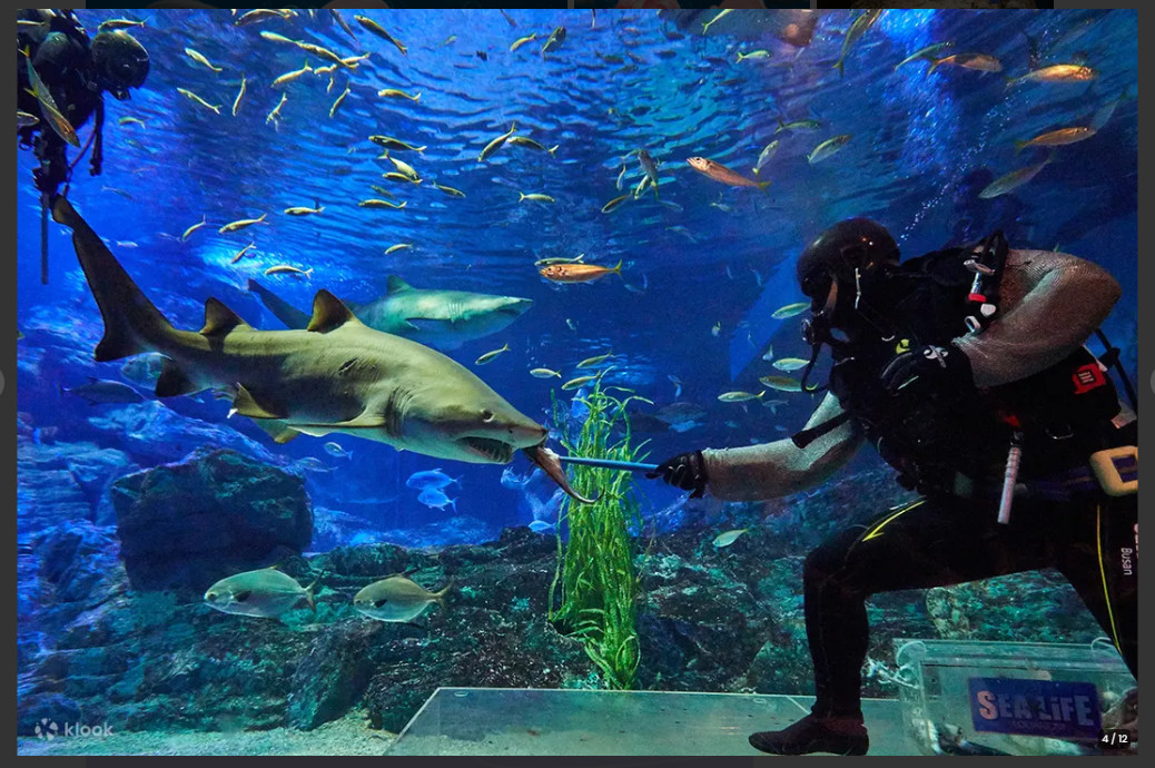 Sea Life 釜山水族館門票