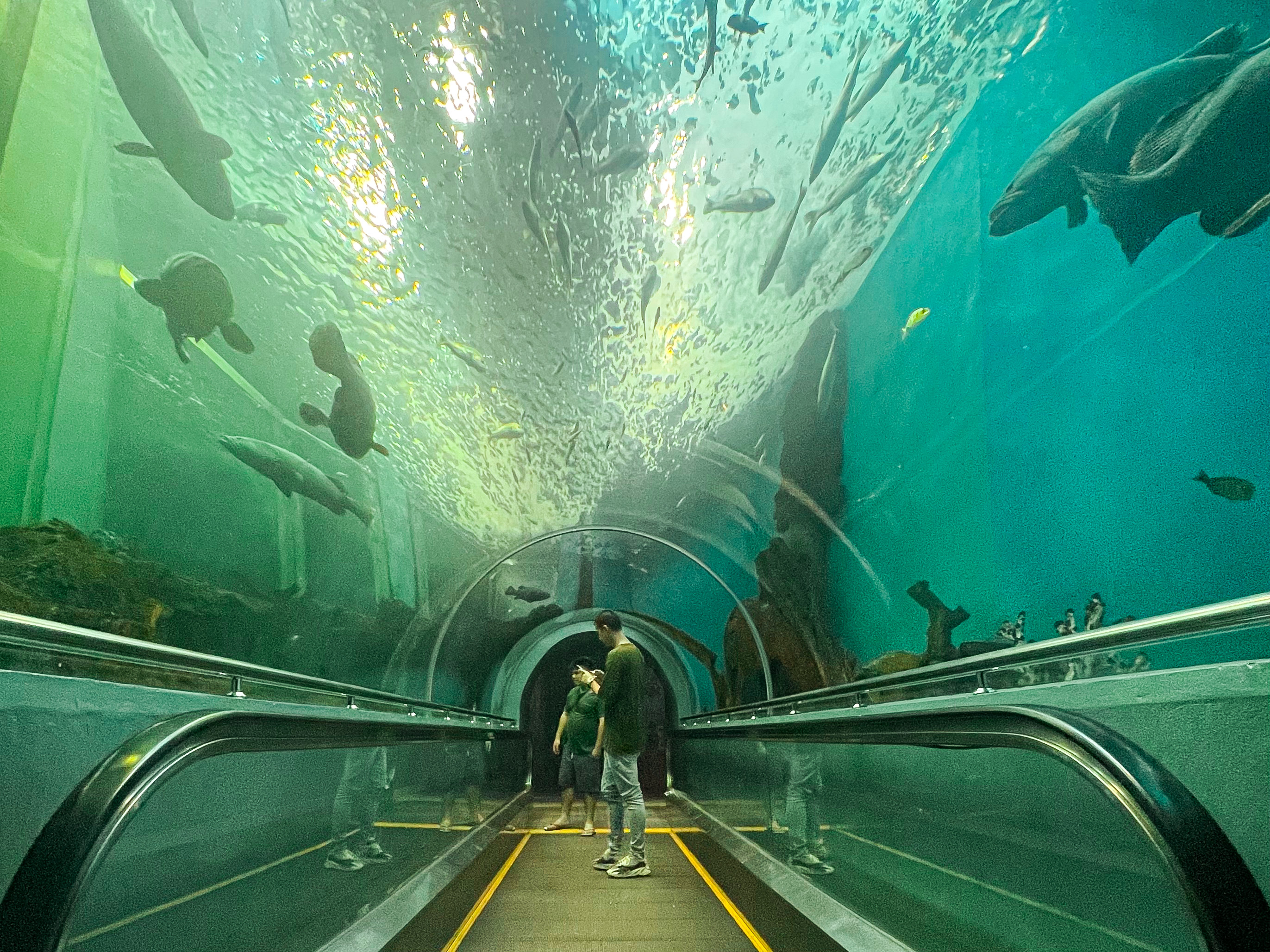 羅勇水族館與蘇安鬆海灘一日海洋生物之旅