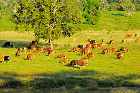 Explore Banyuwangi Hidden Gem Day Tour from Banyuwangi