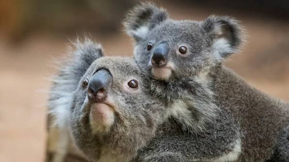 Say G’day to our resident Eucalyptus enthusiasts, with our highly koala-fied keepers!
