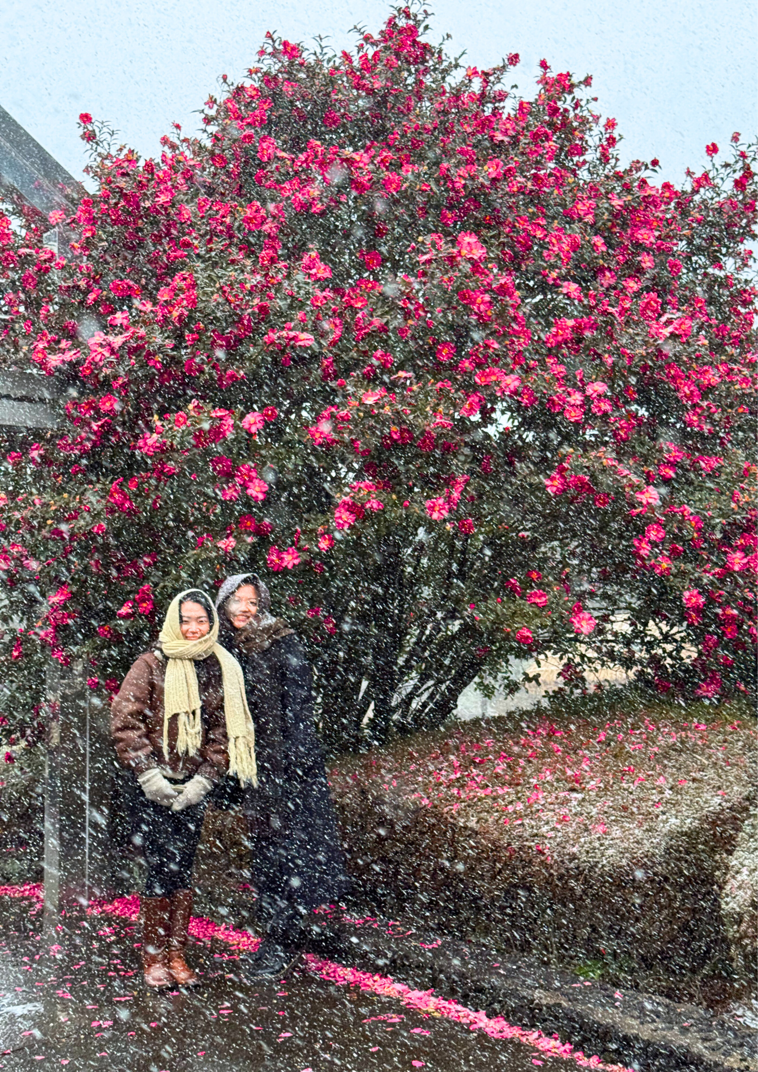 酒店接駁 / 濟州冬季限定之旅 (雪景、橘子、山茶花)