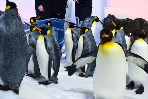 墨爾本海洋生物水族館「企鵝王國之旅」護照