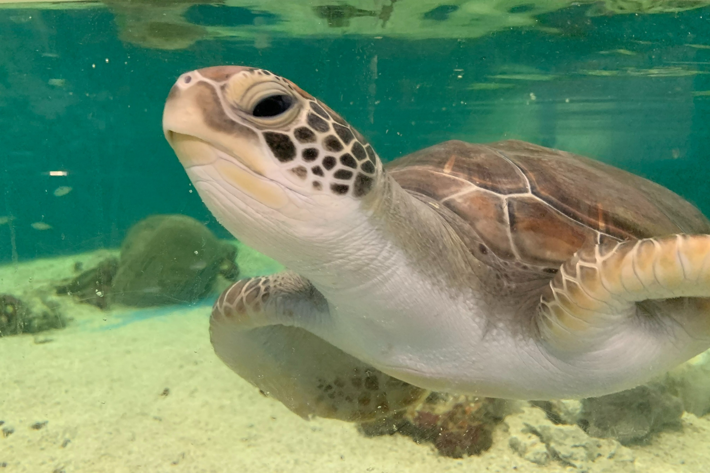 凱恩斯水族館門票