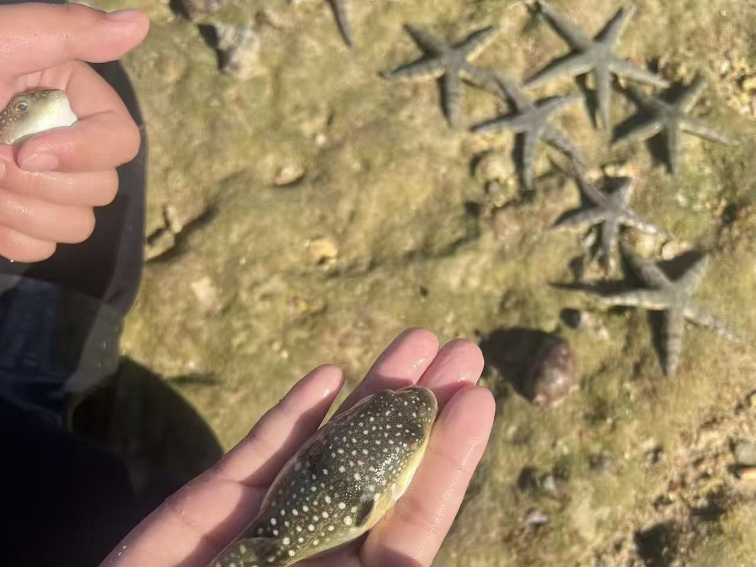 雙掌各託著一隻白點河豚，灘上還擺著多隻海星，河豚圓滾可愛，是趕海偶遇的趣味生物（注意有毒不可食用）