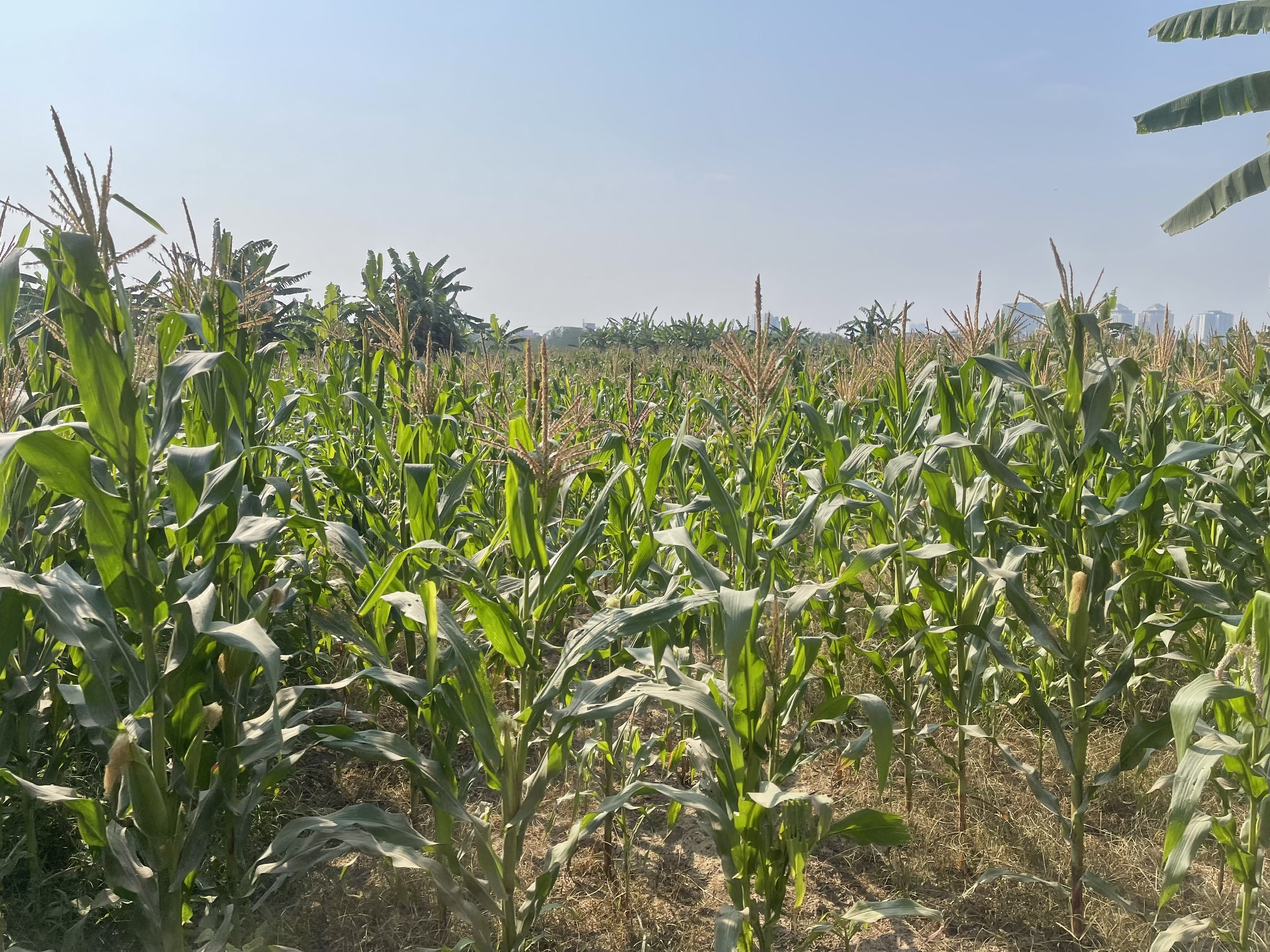 香蕉島上的美麗農場照片。 香蕉島上的美麗農場照片。