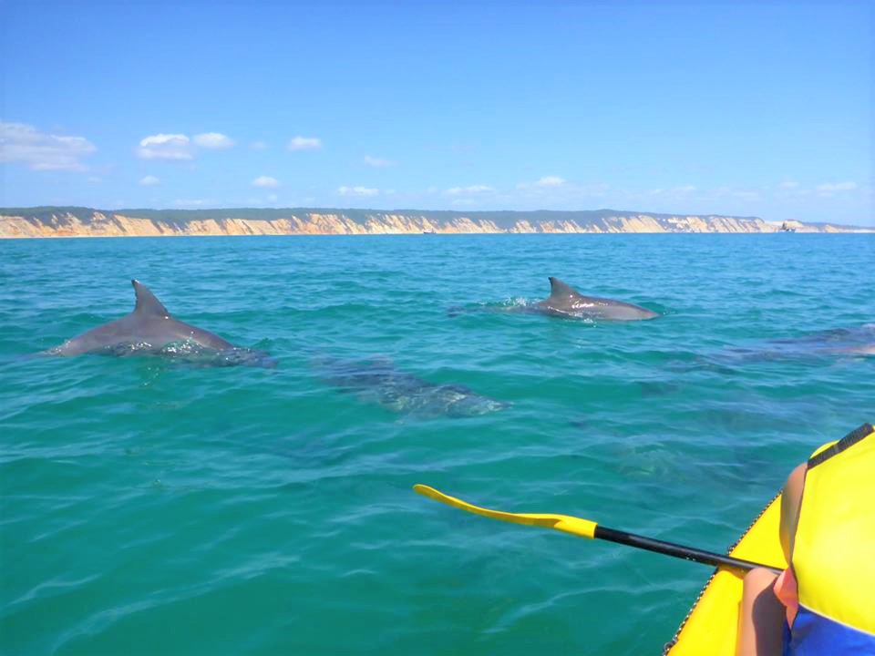 Noosa Dolphin Kayak Tour & Beach 4X4 Adventure