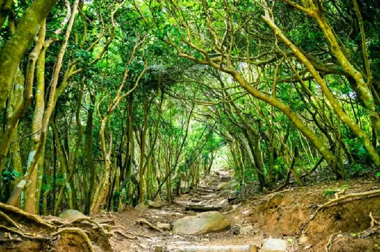 公園內還設有一條龍貓森林步道，這裡像極了吉卜力童話裡的龍貓森林，因而瞬間爆紅成為IG打卡的熱門景點。長約數百公尺茂密不見天日的森林步道，走在其中讓人不禁期待或許可以在出口處巧遇傳說中的龍貓
