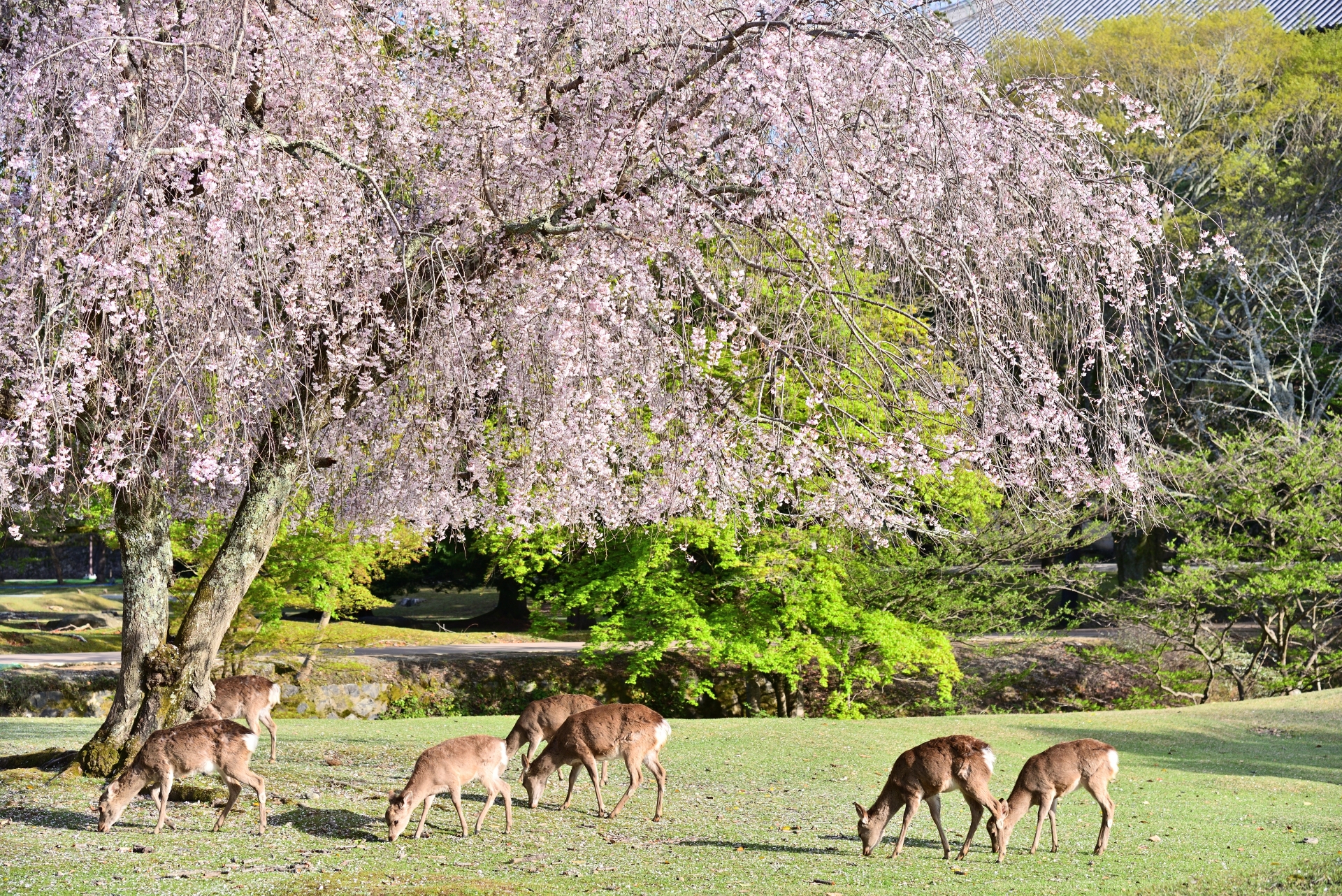 伏見稻荷大社＆嵐山 ＆奈良公園一日遊（大阪／京都出發）