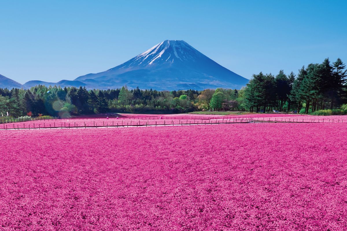 富士山壯麗美景或芝櫻節浪漫花海一日遊 （東京出發）