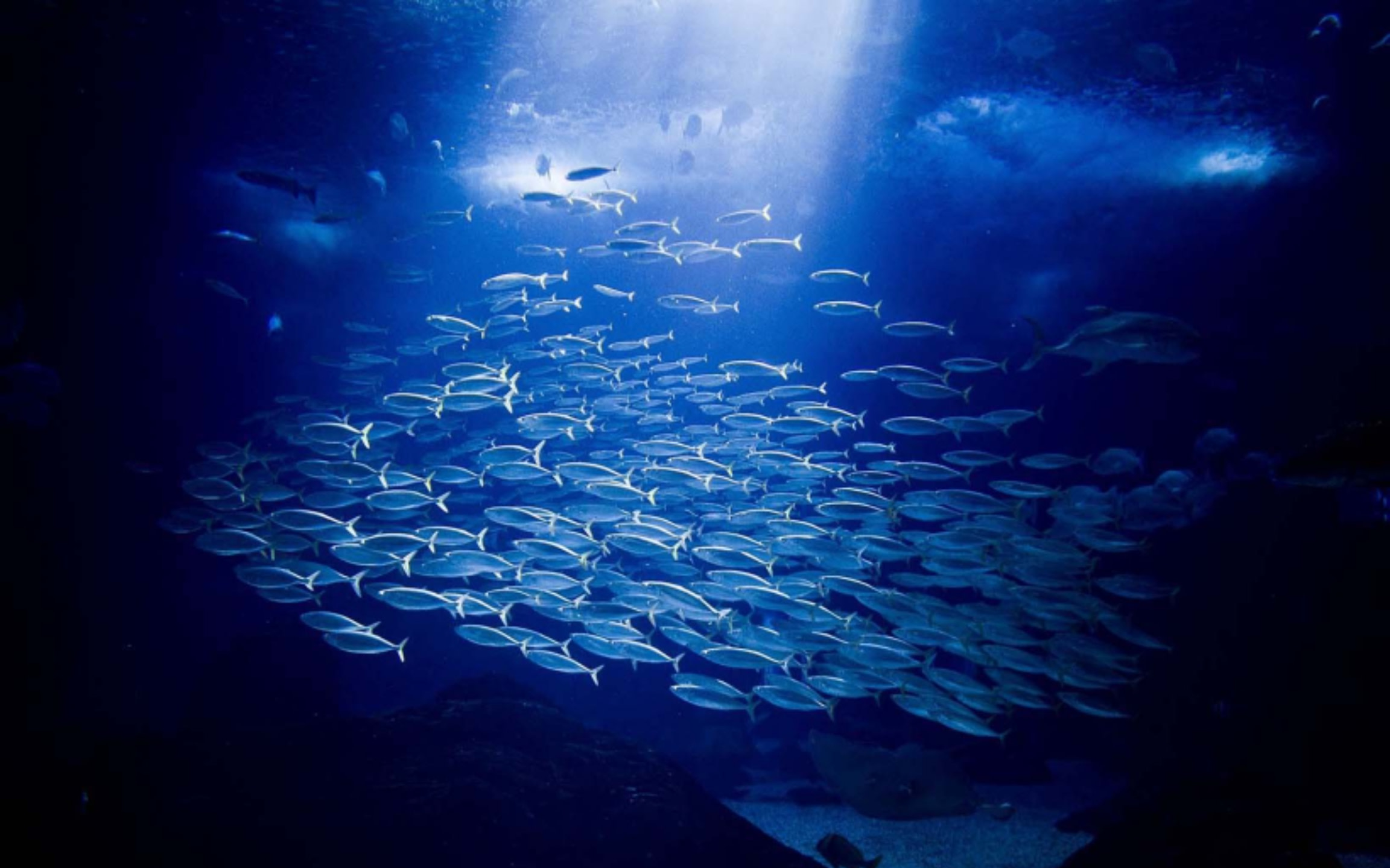 一群魚兒在水族箱中一同悠游,形成銀色漩渦般的圖案。 一群魚兒在水族箱中一同悠游,形成銀色漩渦般的圖案。