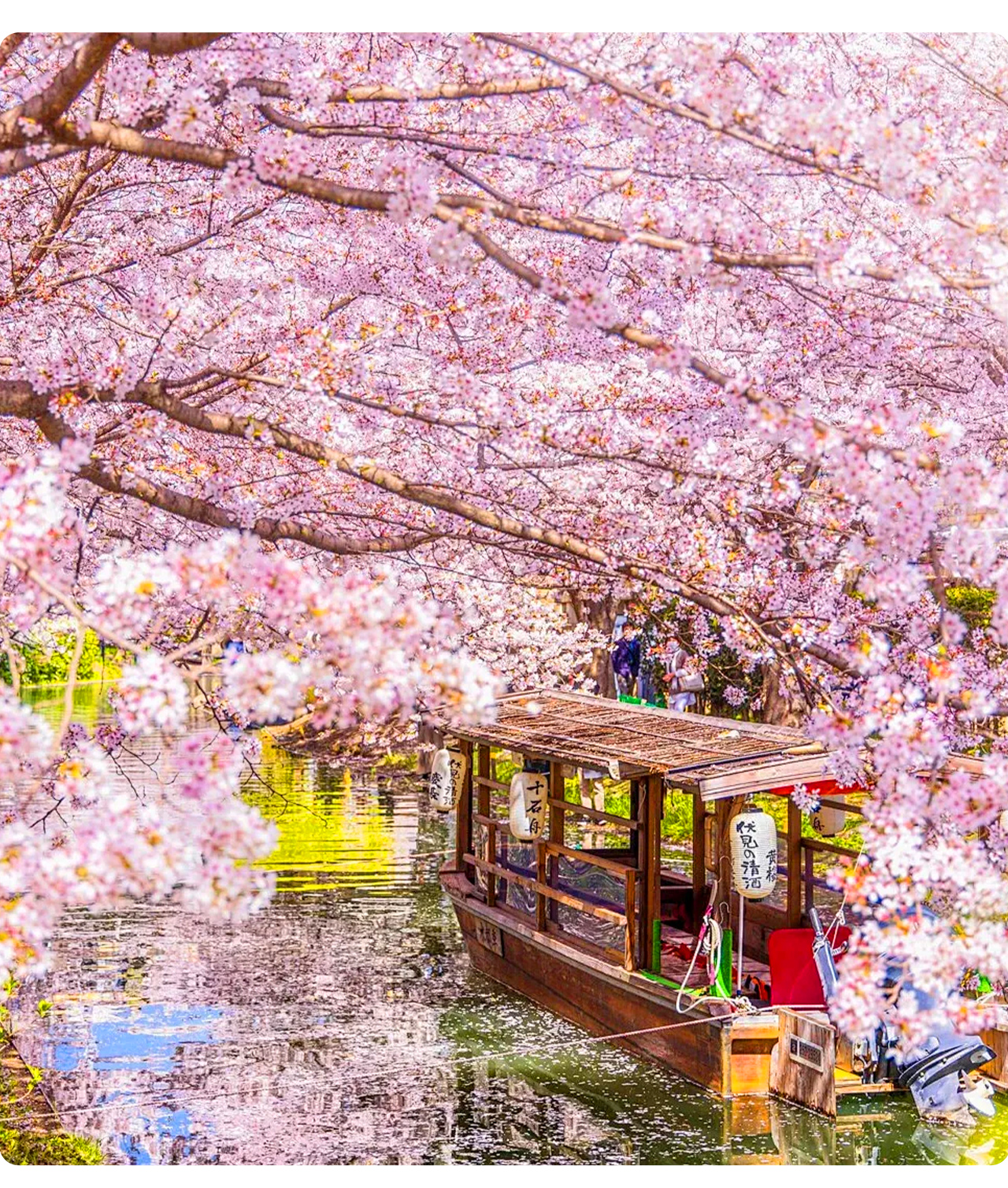 櫻花低垂水面、舟行花影之中,是最能感受京都春日慢節奏的風景之一。 櫻花低垂水面、舟行花影之中,是最能感受京都春日慢節奏的風景之一。