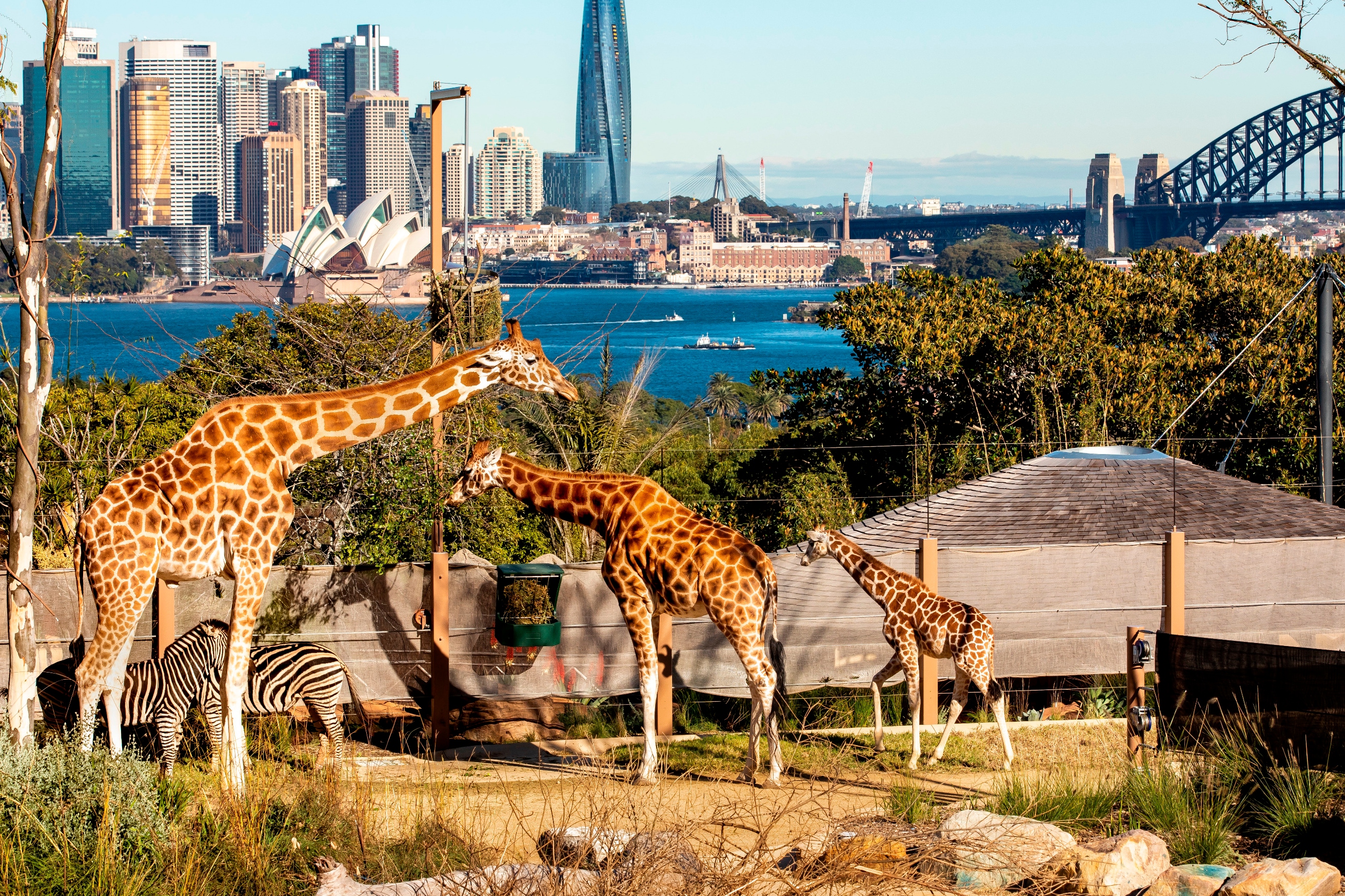 塔龍加動物園（Taronga Zoo）& 雪梨港渡輪票