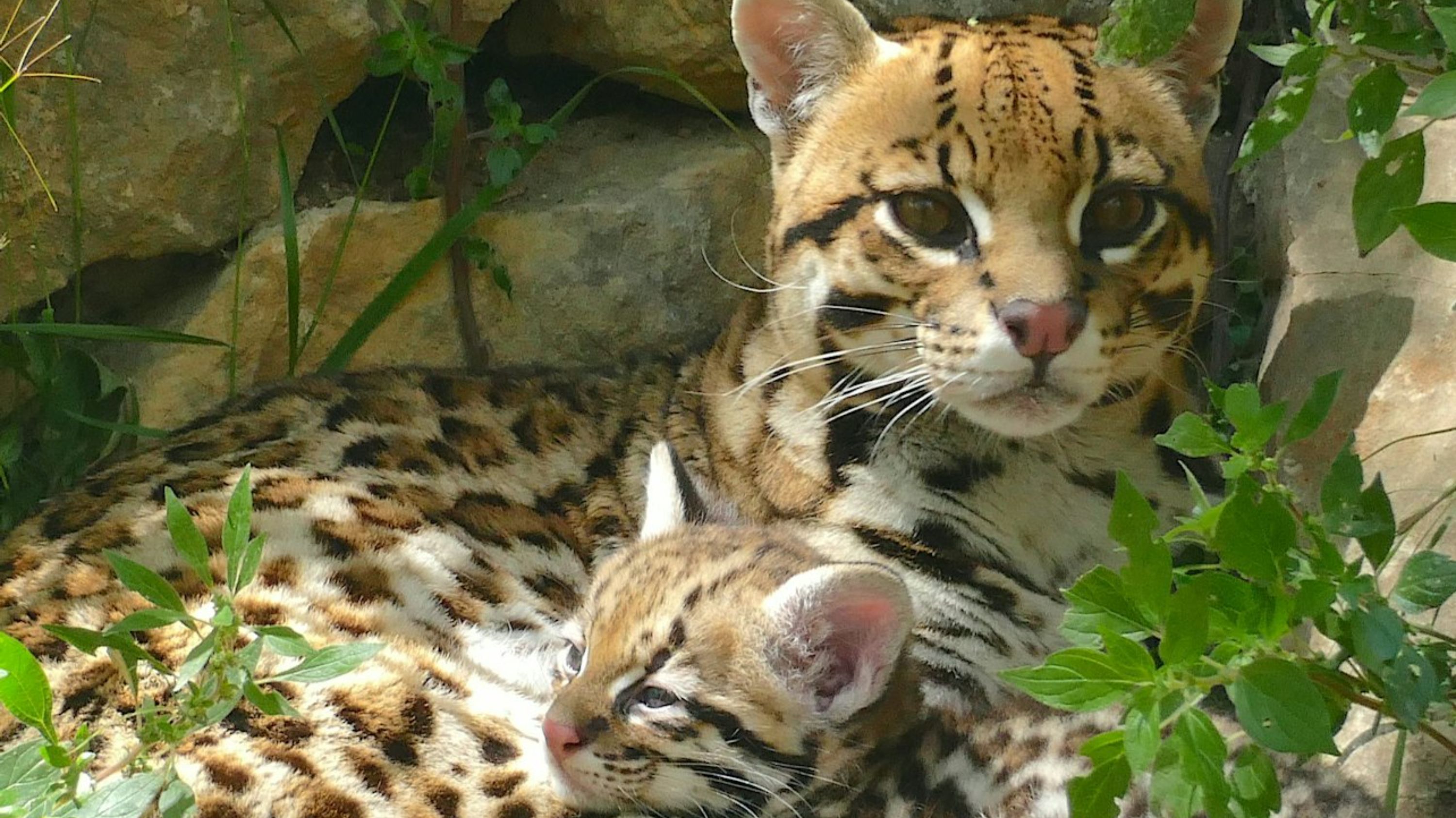法國薩納裡-蘇爾梅爾ZOA動物園門票