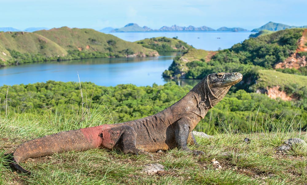 3D2N Open Trip Phinisi Liveaboard from Labuan Bajo