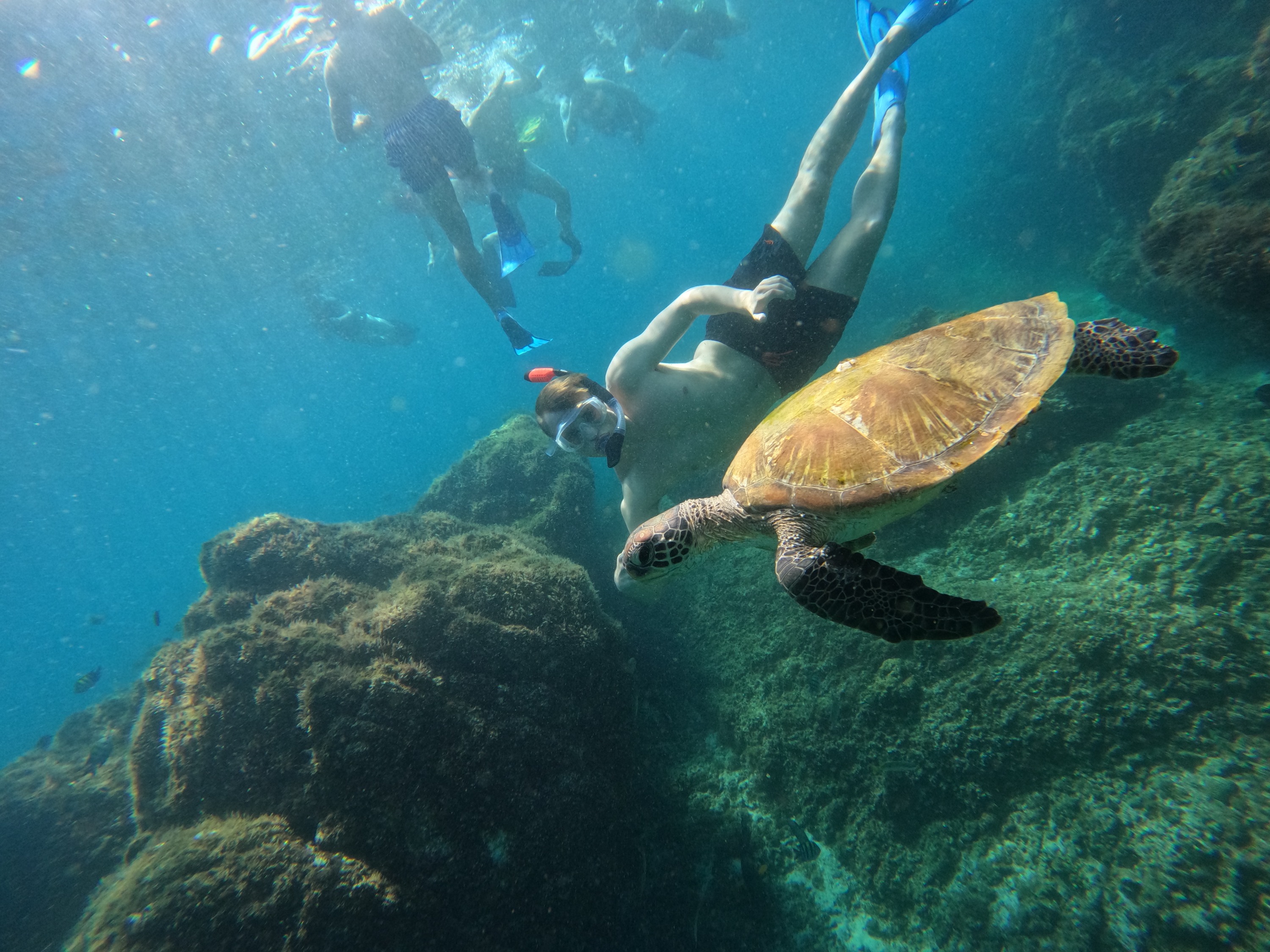 From Dubai: Snorkeling with turtles in fujairah with BBQ & transfer