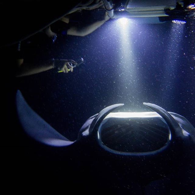 Hawaii County Manta Ray Half-Day Private Snorkel Tour