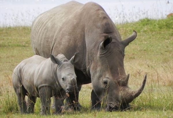 Growing Up Strong: A Rhino Guiding Its Young Through the Wild"