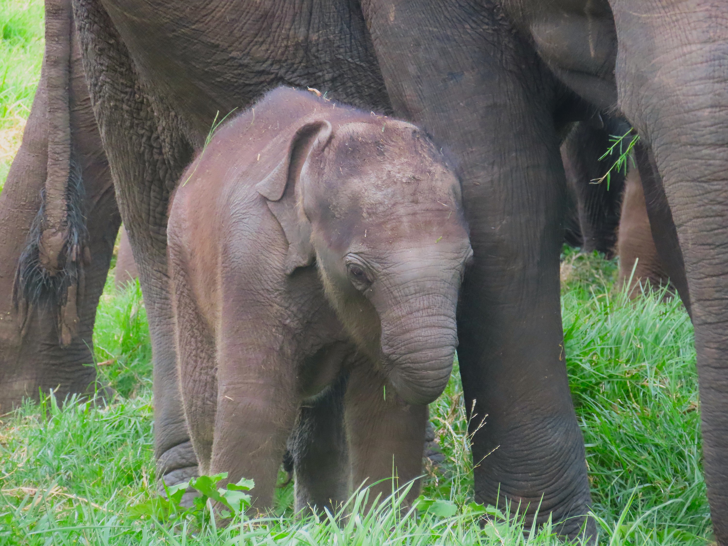udawalawe safari kingdom