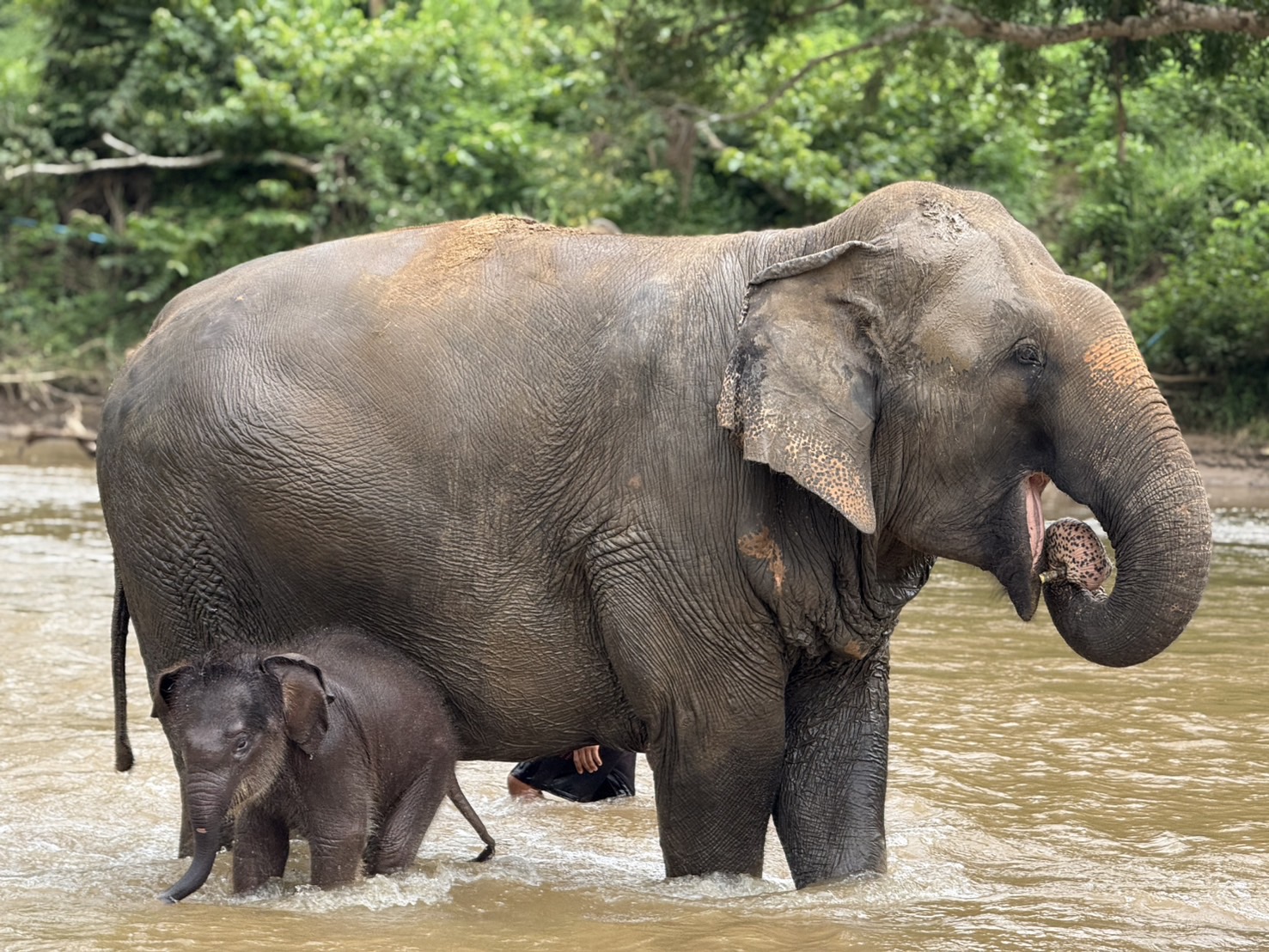 與壯麗而聰明的動物一起創造回憶和持久的印象。 與壯麗而聰明的動物一起創造回憶和持久的印象。