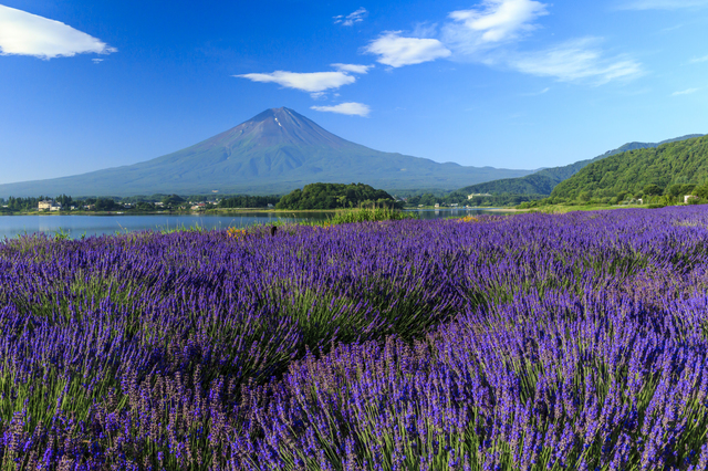 One-day tour of Mt. Fuji and Lake Kawaguchi, Arakurayama Sengen Park, Lake Kawaguchi, Oishi Park, Saiko Healing Center