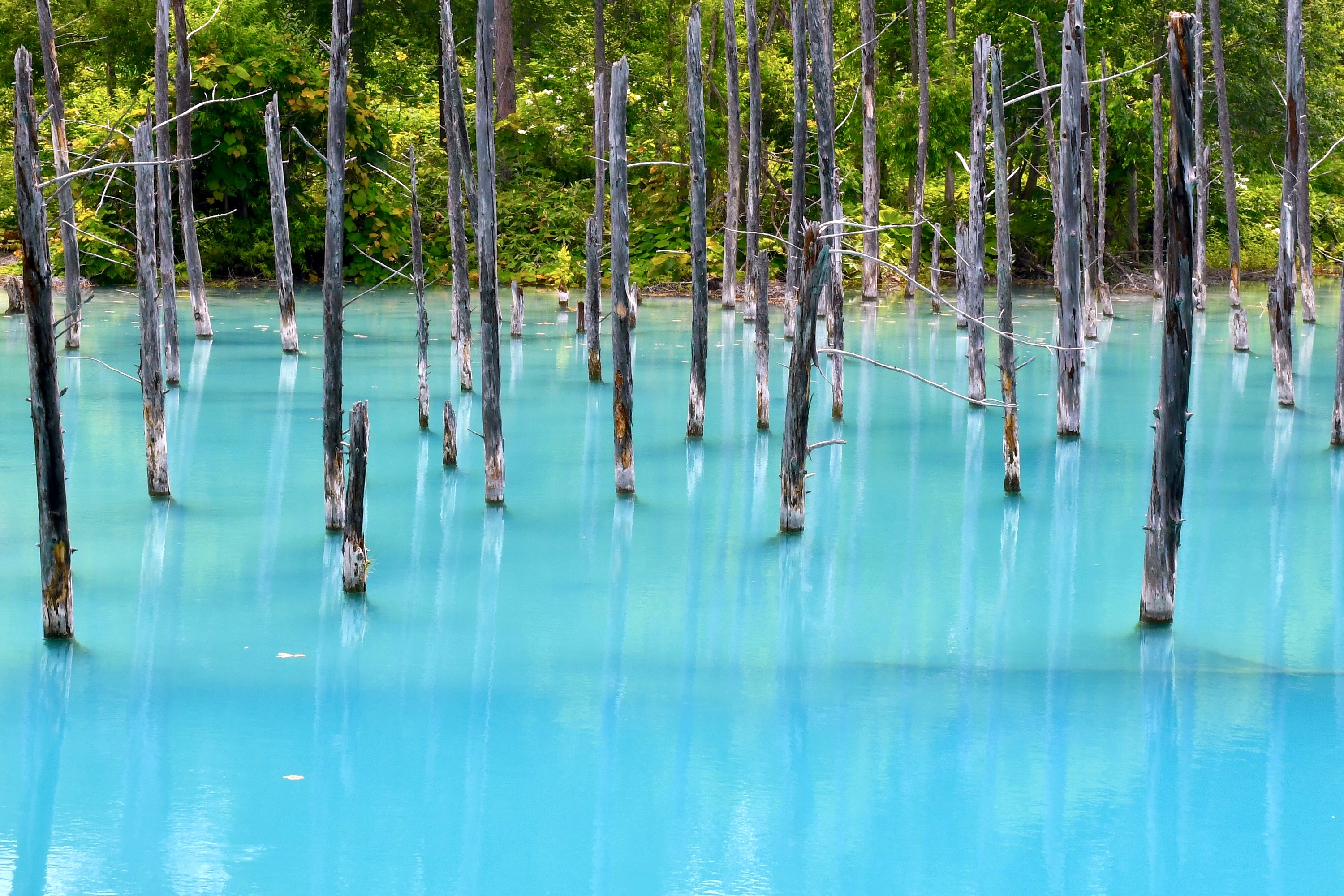 ✨美瑛青池，超夢幻藍色秘境，每一天天色不同，池水顏色也不同。