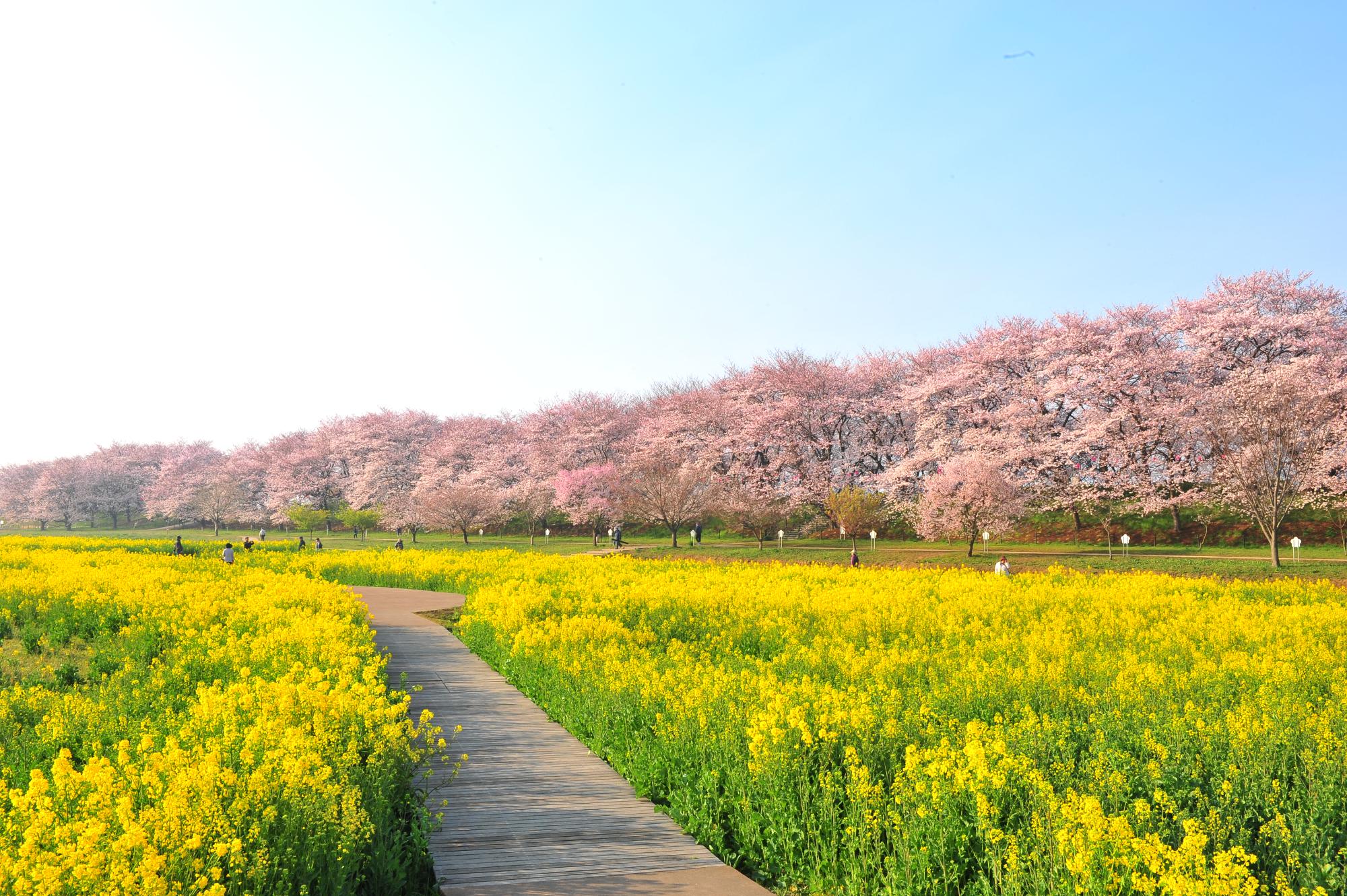 櫻花季限定｜權現堂櫻堤＆小江戶川越＆三櫻花季限定｜權現堂櫻堤＆小江戶川越＆三井Outlet一日遊｜東京出發