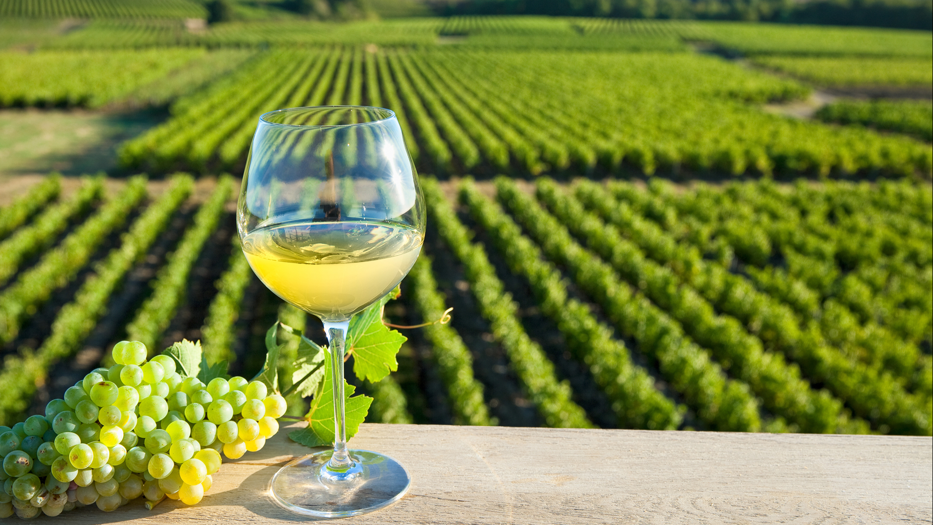 Loire Valley Full Day Wine Tour from Tours 