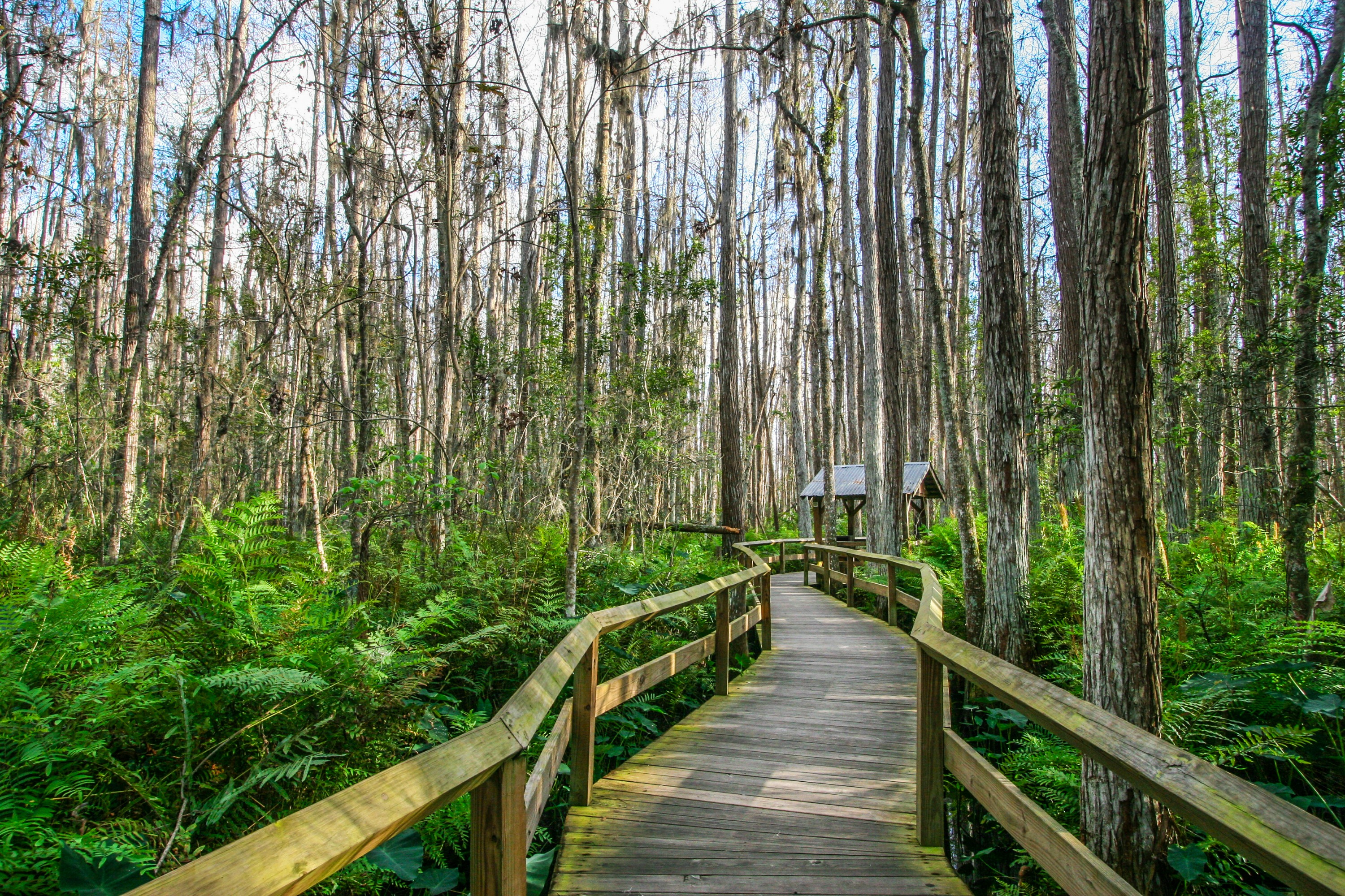 Relax on the wooden deck, taking in the tranquil surroundings of the Everglades