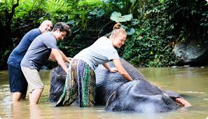 Pinnawala Elephant Orphanage & Millennium Elephant Foundation Full-Day Private Tour