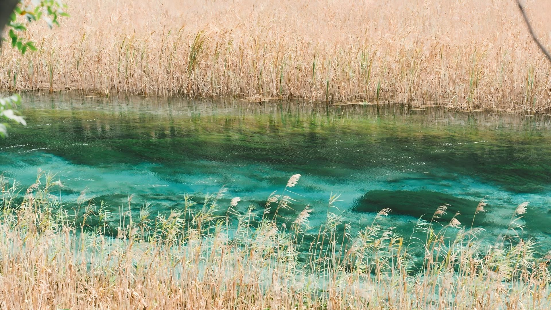 蘆葦海：海拔2192 米，高約15 米、寬約10 米，位於蘆葦海東側對面石灰岩崖壁上，因岩石自然風化痕跡和植物裝飾作用，形成一幅端莊秀麗的少女臉龐，傳說是九寨溝的沃洛瑟嫫女神。