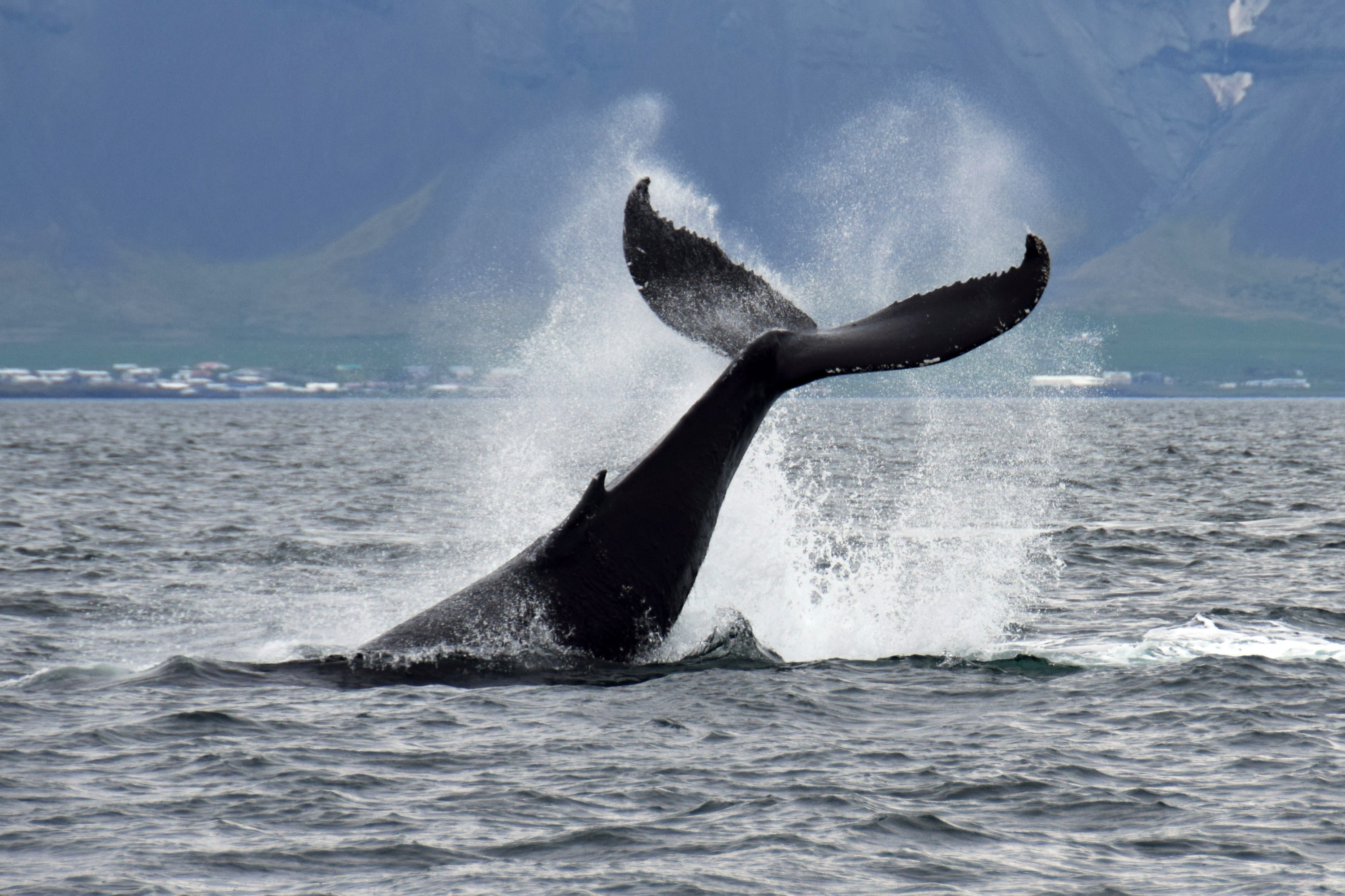 Reykjavik Whale Watching Half-Day Tour