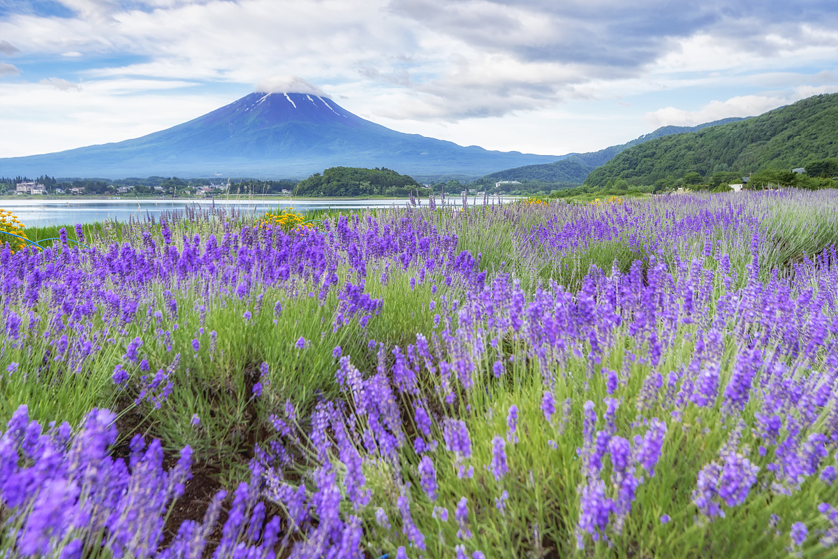 富士山四大名勝景點一日遊（東京出發)