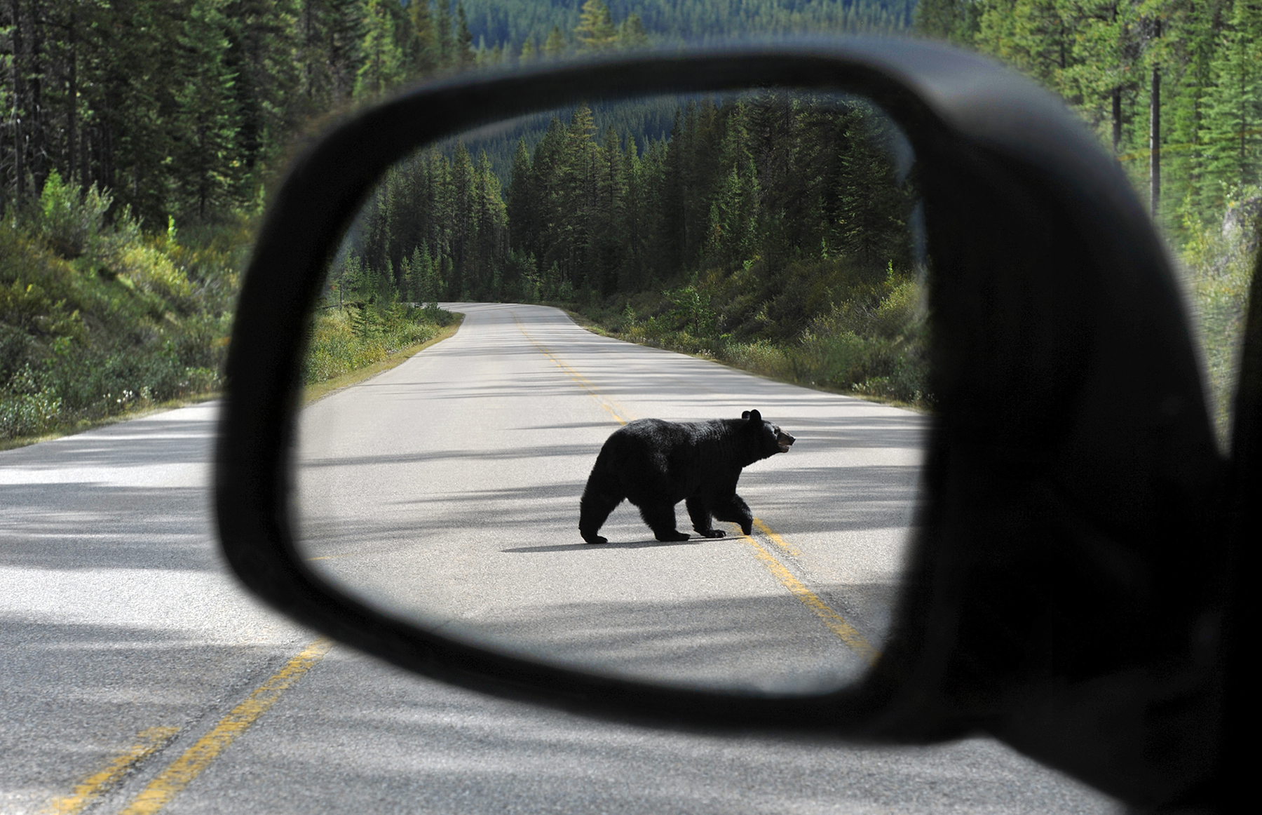 Banff Wildlife Explore and Johnston Canyon Icewalk Tour