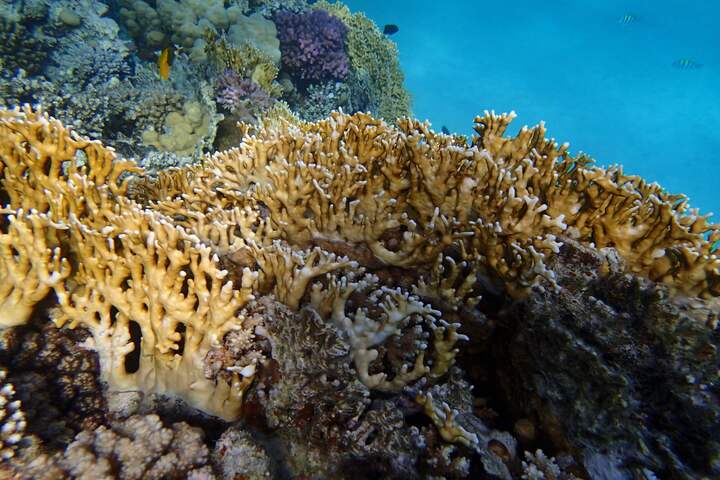 扎伊納營地沙姆沙伊赫紅海海灘 (Port ghalib : Sharm EL-Lole Beach  Zaina Camp)