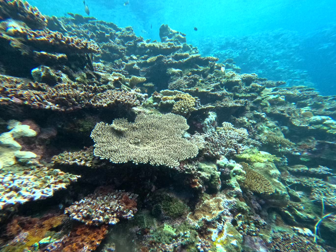 Ishigaki Island/1 day Kabira Bay SUP/Canoe & Blue Cave Snorkeling Experience (Okinawa)