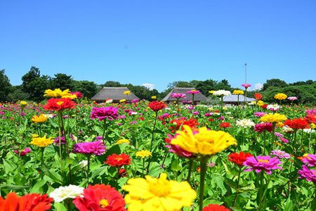 Ibaraki Flower Sea×Sea Torii×Hydrangea Temple×Seafood Market Panorama 1-Day Tour｜Chinese/English Tour Guide (Depart from Tokyo)
