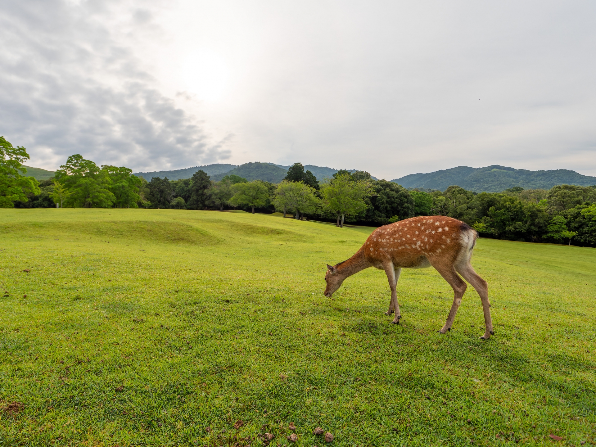伏見稻荷大社＆嵐山 ＆奈良公園一日遊（大阪／京都出發）