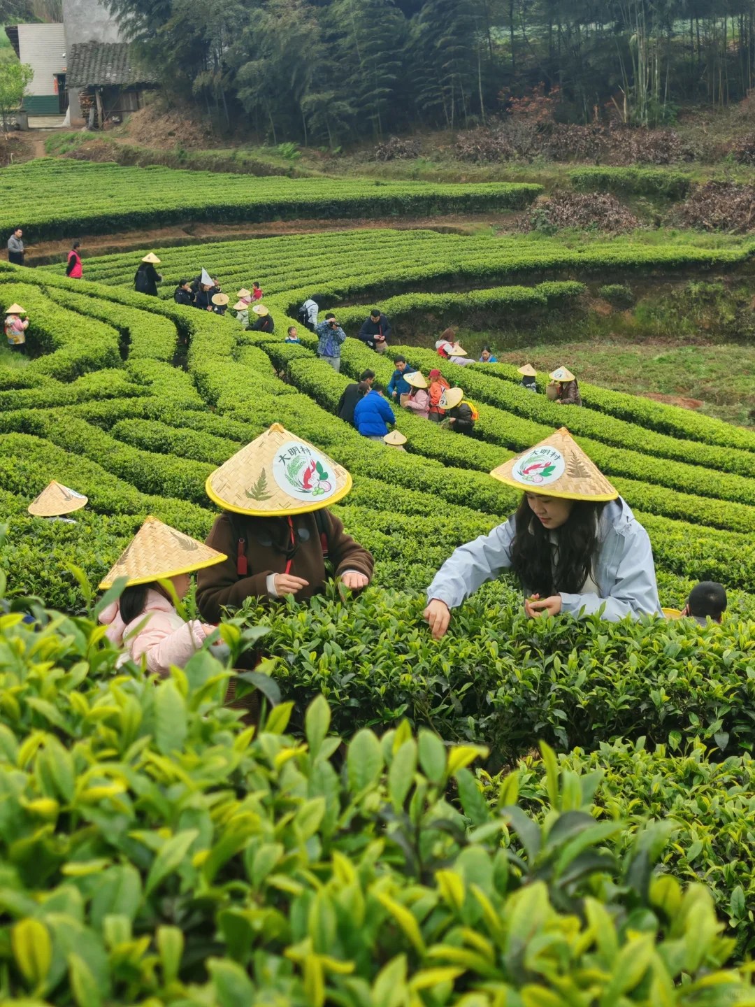 跟隨茶農進入指定茶區，手把手教學採摘手法（拇指 + 食指輕掐芽梗）；自由採摘，裝滿竹簍，沉浸式感受茶園風光