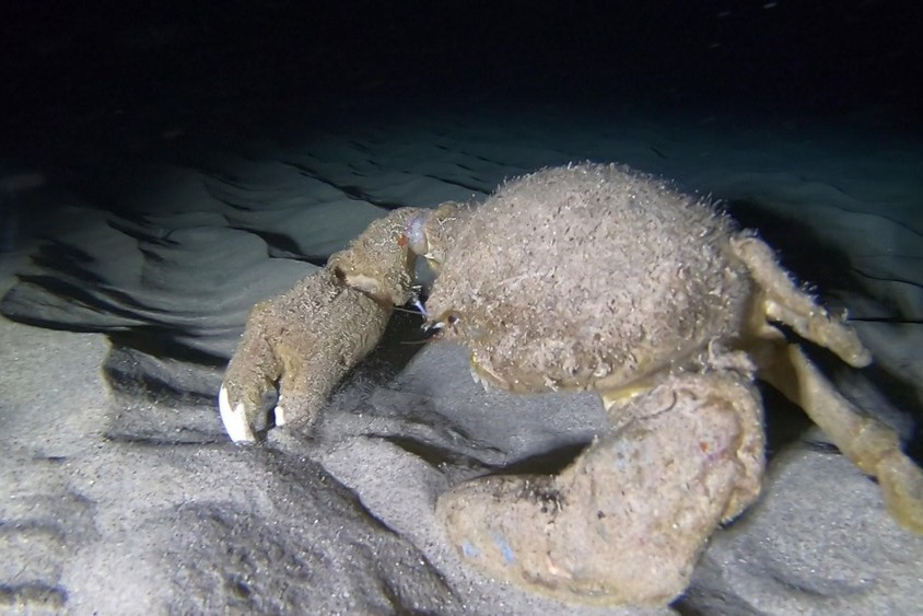 歐胡島夜潛體驗