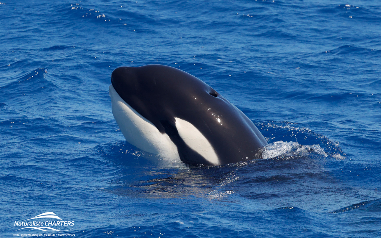 近距離接觸鯨魚,看牠們在船邊悠游而過。 近距離接觸鯨魚,看牠們在船邊悠游而過。
