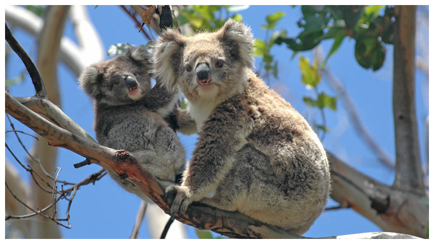 Adorable koalas resting in the treetops