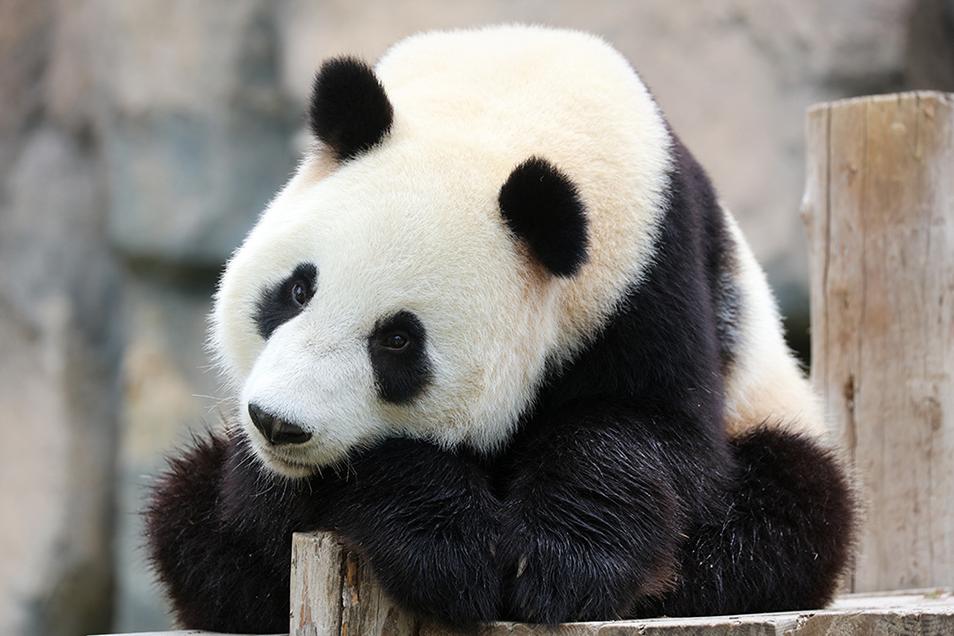 上海迪士尼樂園+東方明珠三天兩晚跟團遊（2-6人團·浦江遊船·上海野生動物園·外灘夜景）