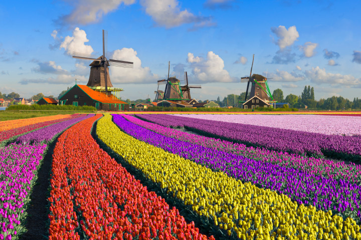 Zaanse Schans, the Hague, and Rotterdam day tour from Amsterdam