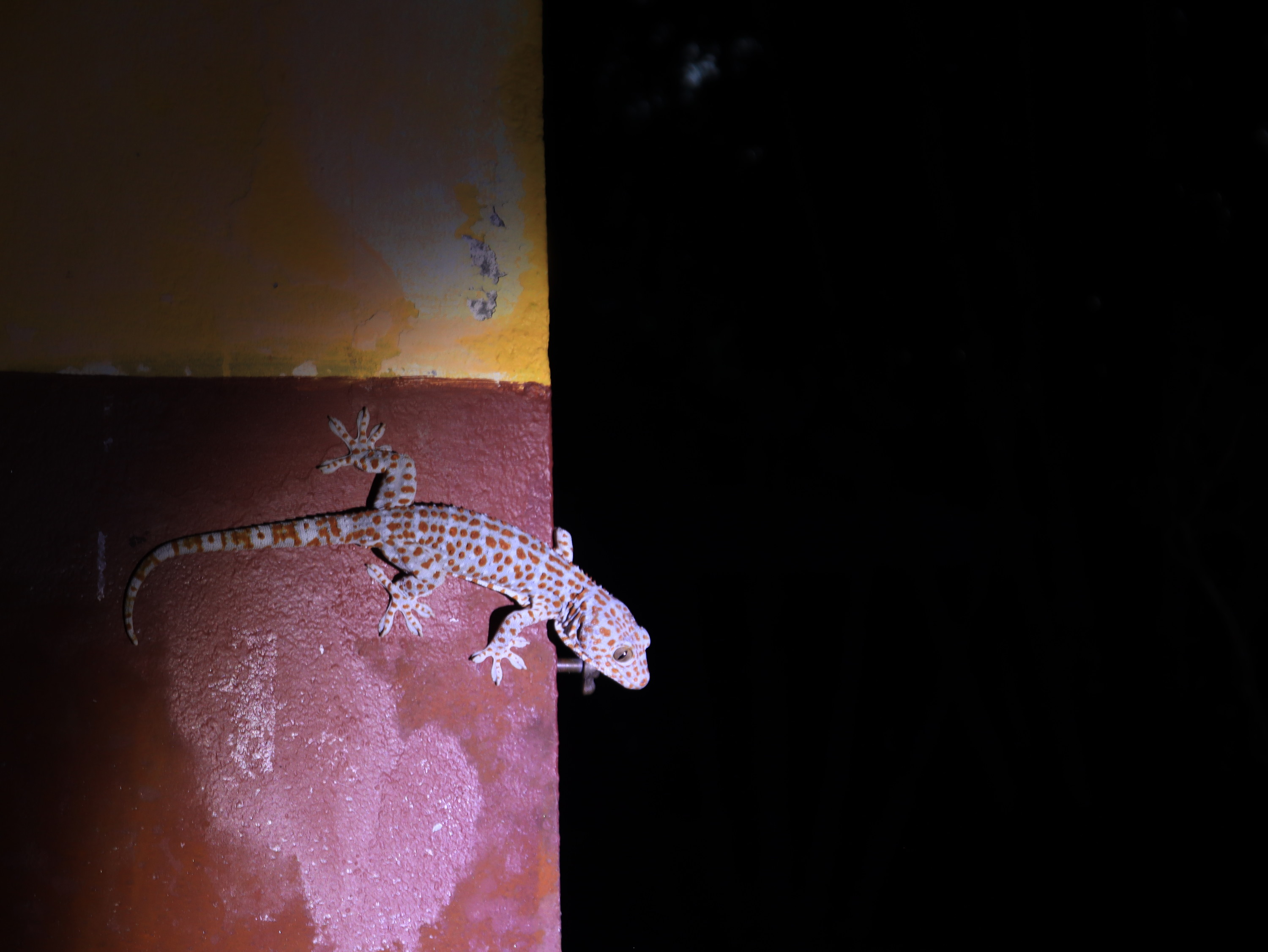 Langkawi Evening Rainforest Afterdark Tour