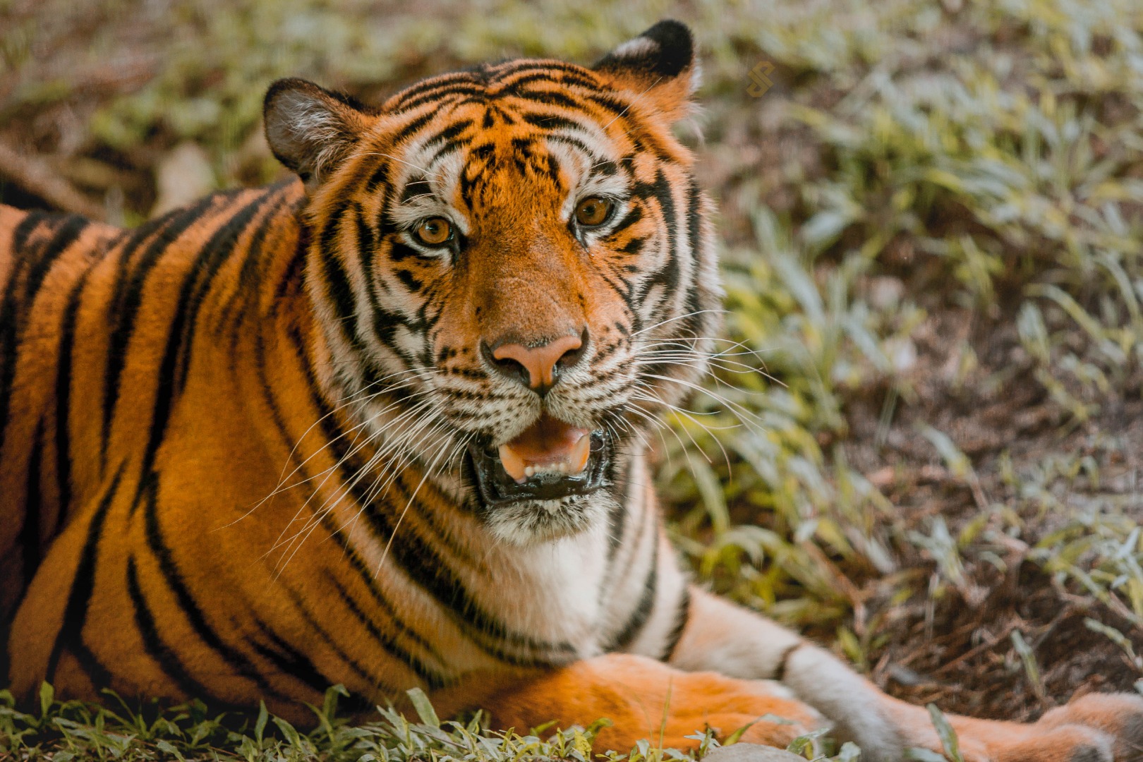 【易遊網獨家優惠】菲律賓宿霧野生動物園門票