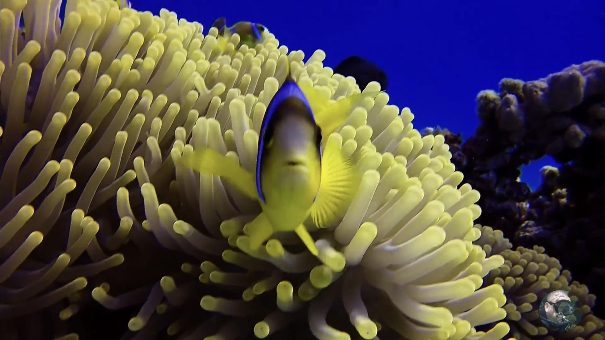 半潛艇之旅2小時(含接送) - 埃及沙姆沙伊赫 半潛艇之旅2小時(含接送) - 埃及沙姆沙伊赫