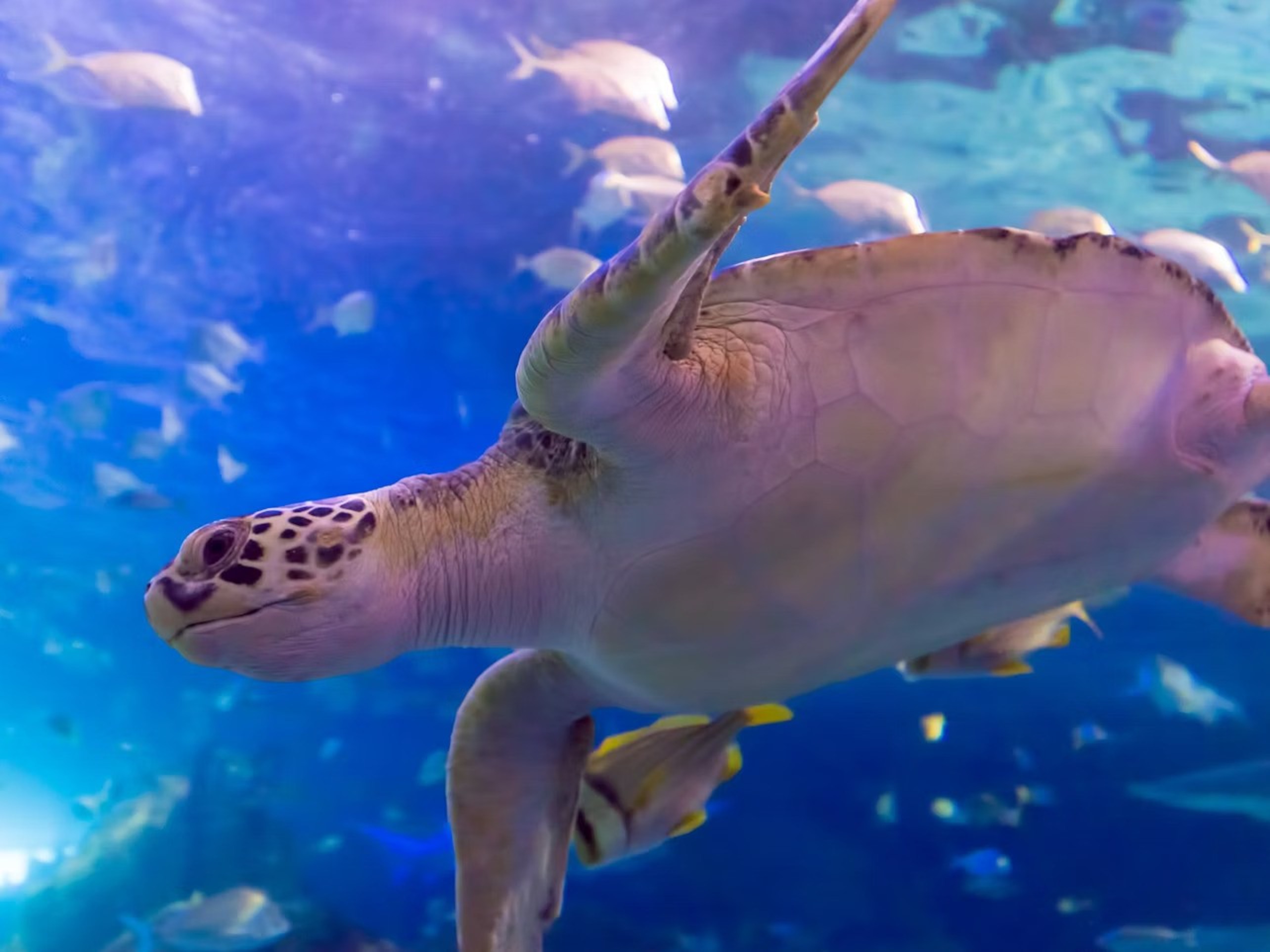 多倫多加拿大里普利水族館門票